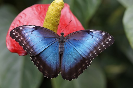 butterfly image